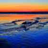 Seagull standing in surf - Immaginare Press