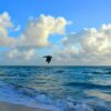 Seagull flying over water - Immaginare Press